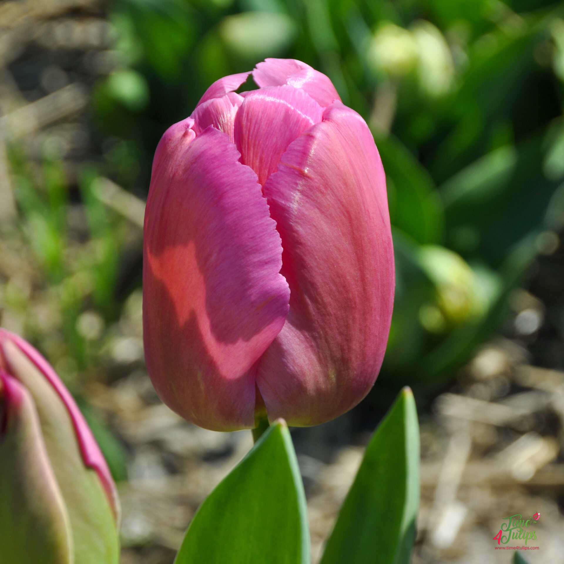 Tulip Purple Pride Time Tulips