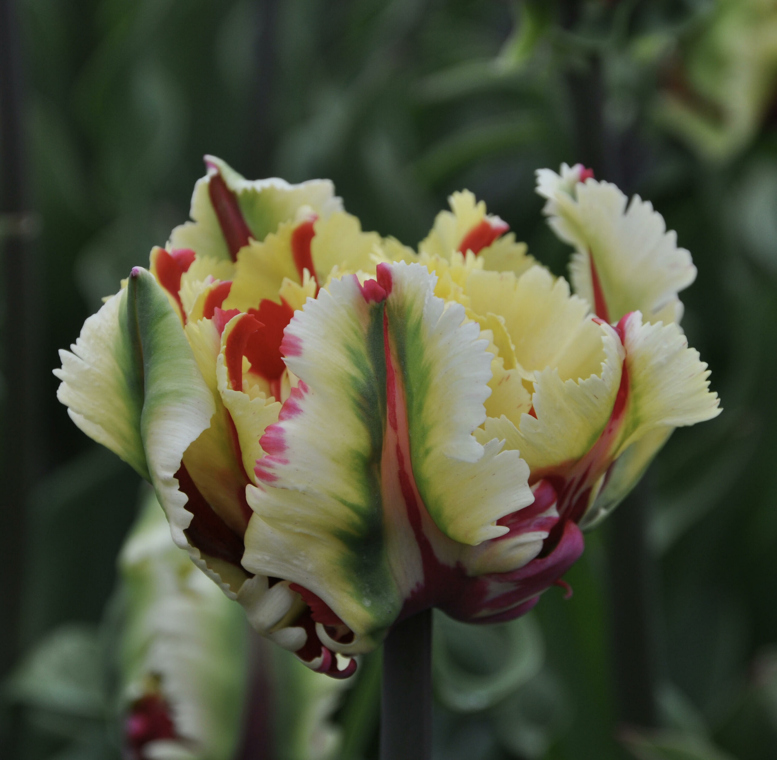 Tulip Double Flaming Parrot ® - Time4Tulips