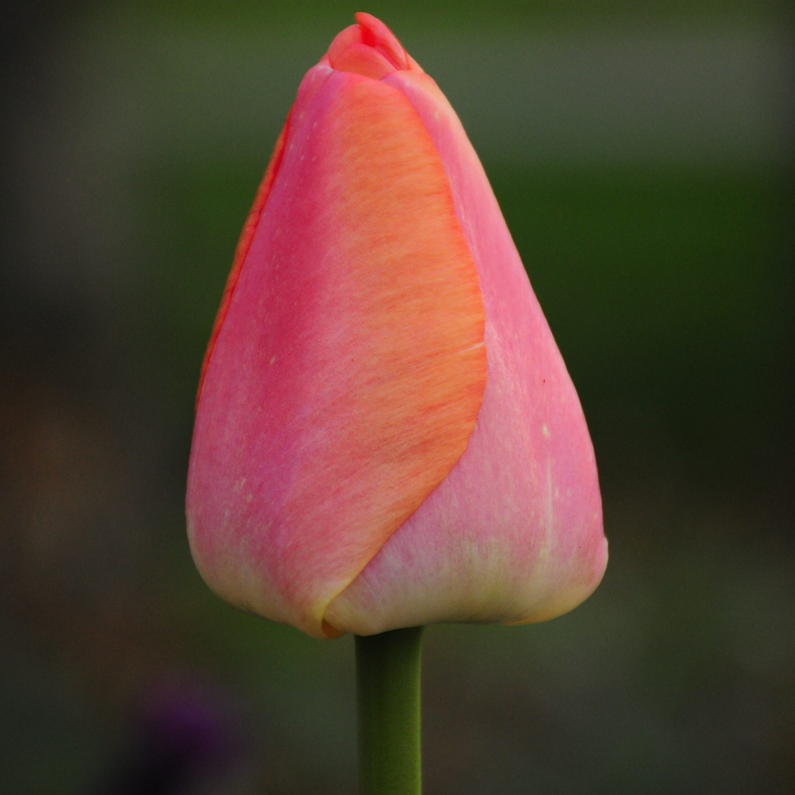 Tulip Orange Pride ® - Time4Tulips