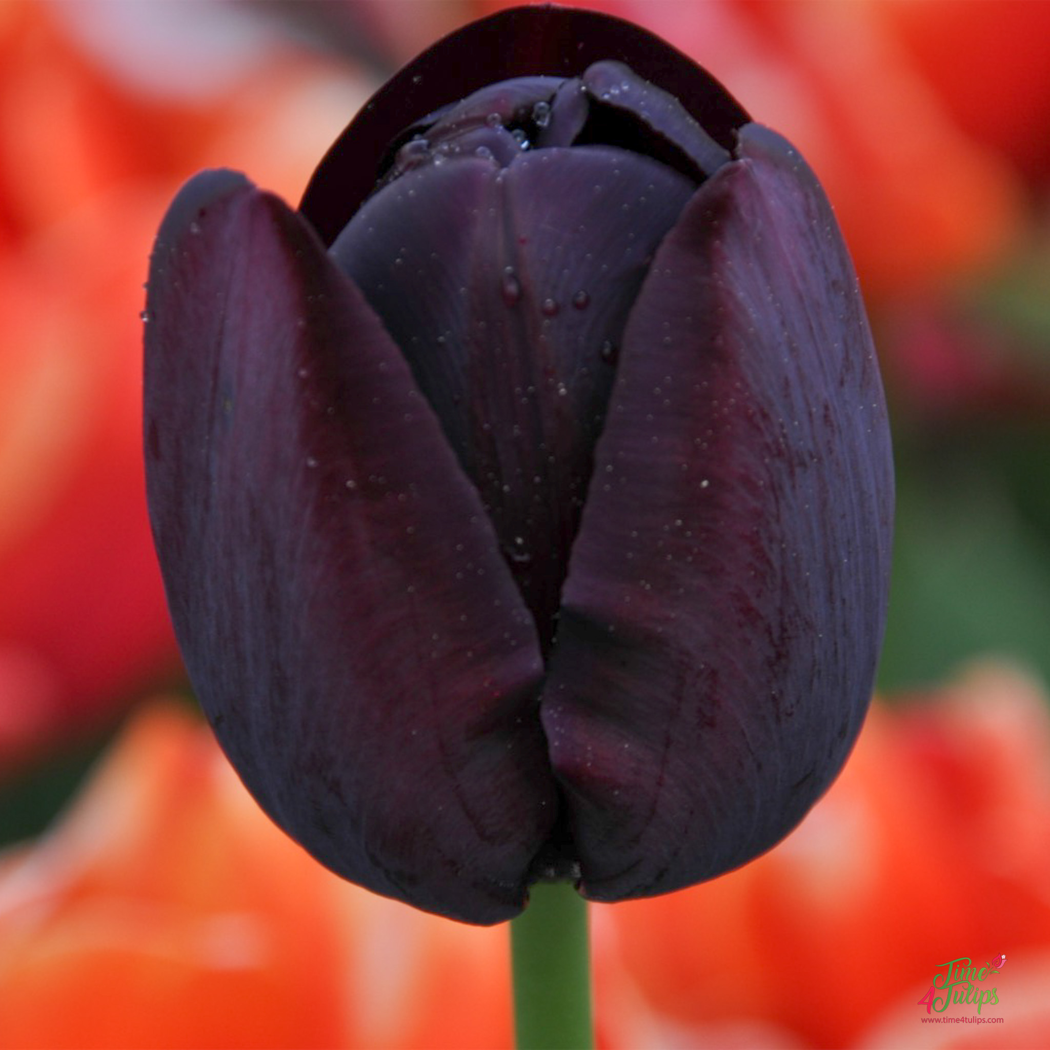 Tulip Queen Of Night - Time4Tulips