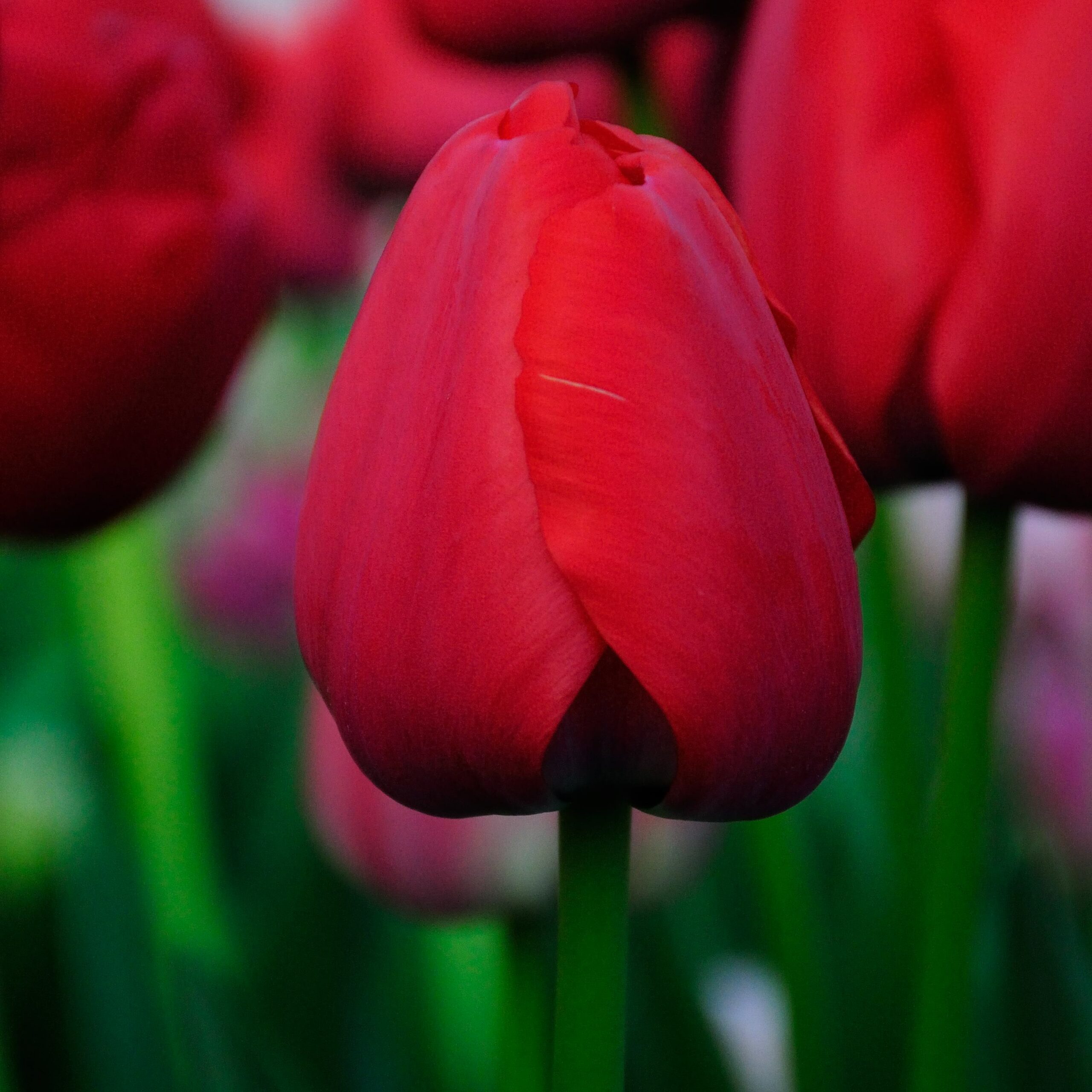 Tulip Red Pride ® - Time4Tulips