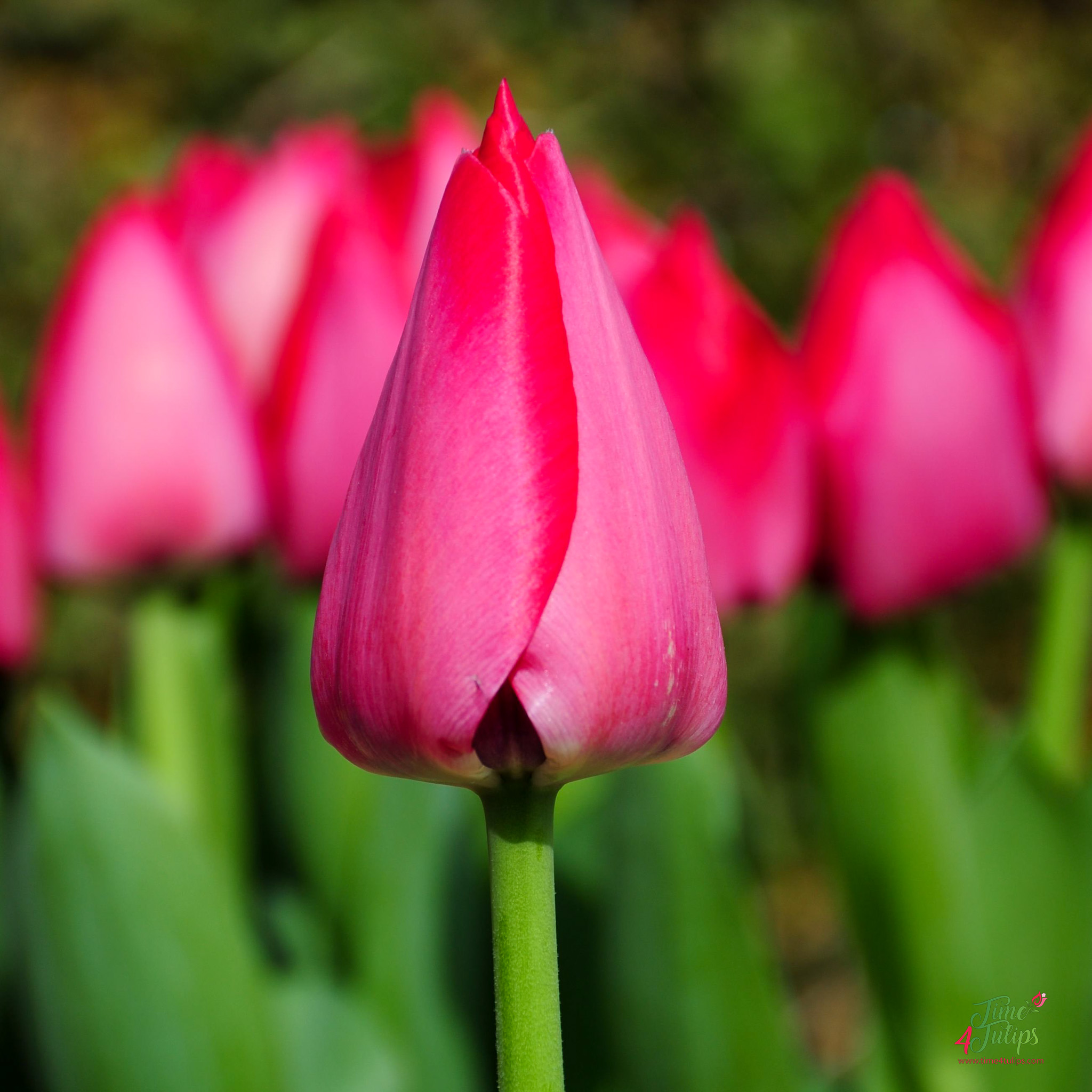 Tulip Spryng Tide ® - Time4Tulips