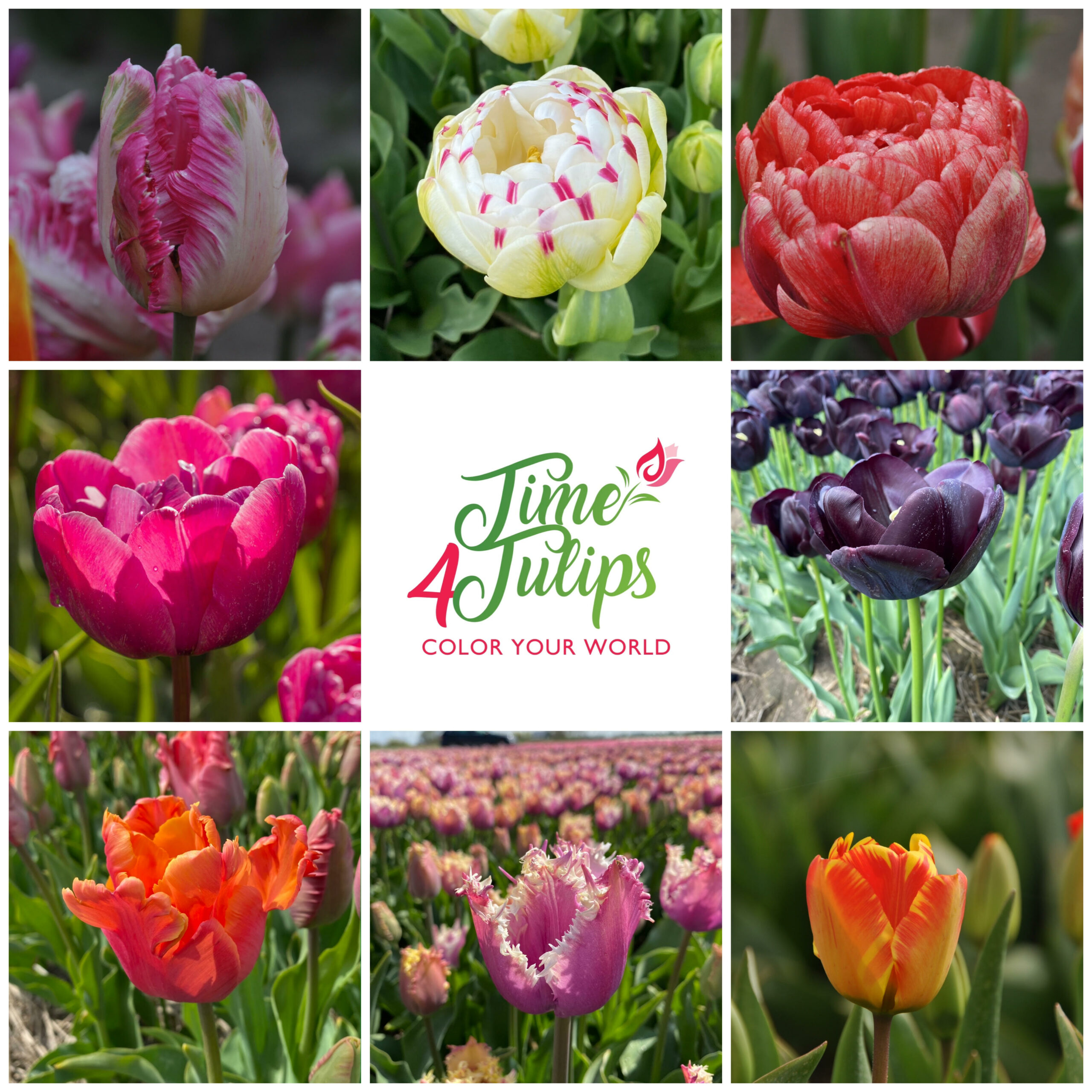 Surprise collection Tulip box (Extra-large) - Time4Tulips