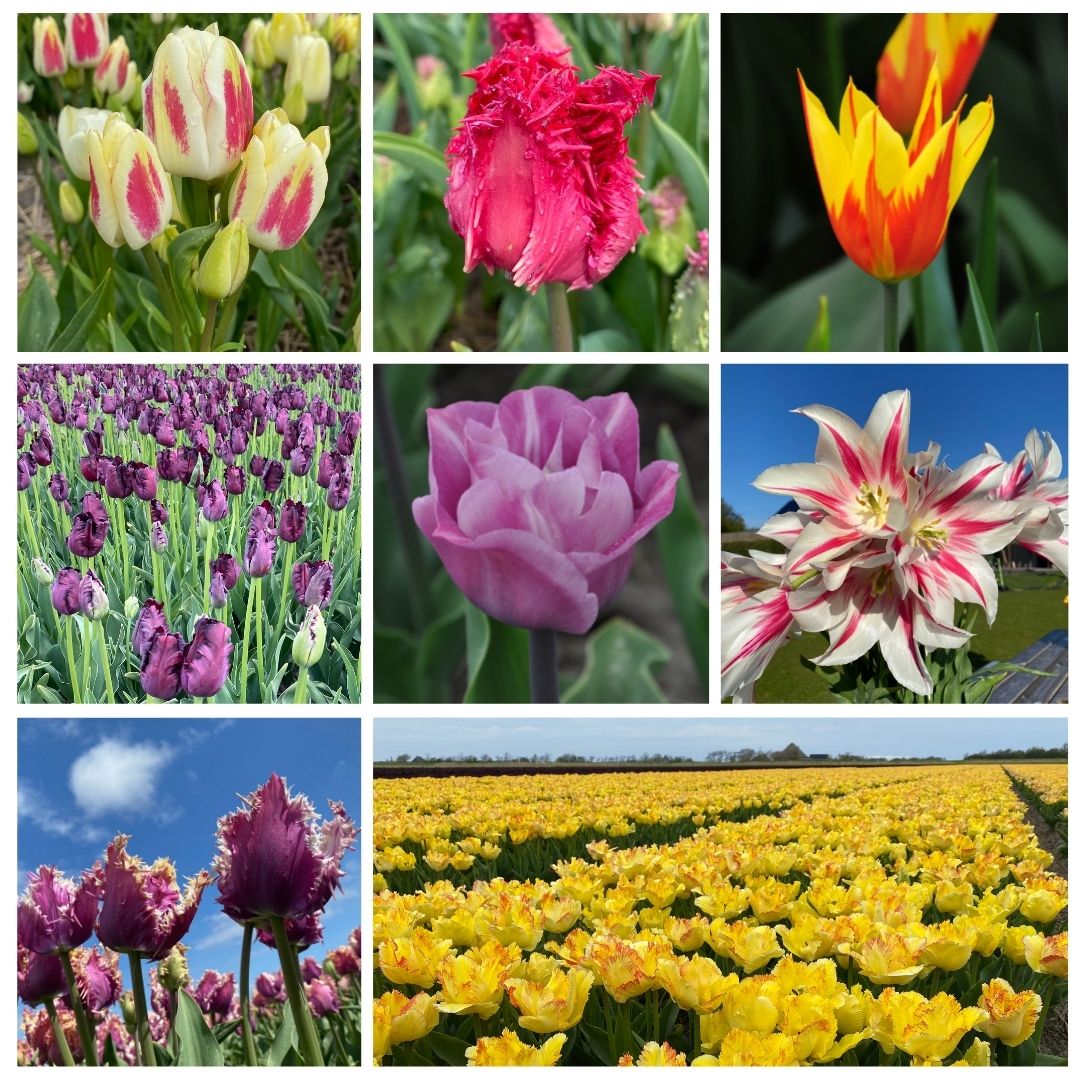 Garden Wonders (extra-large) - Time4tulips