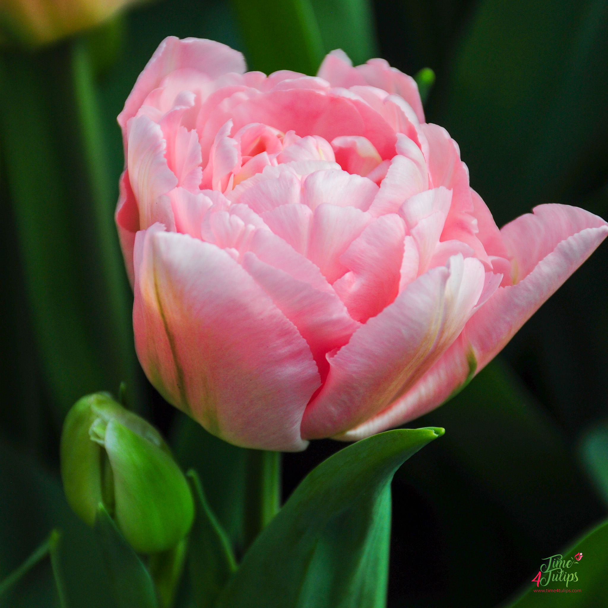 Tulip Dreamer ® - Time4Tulips