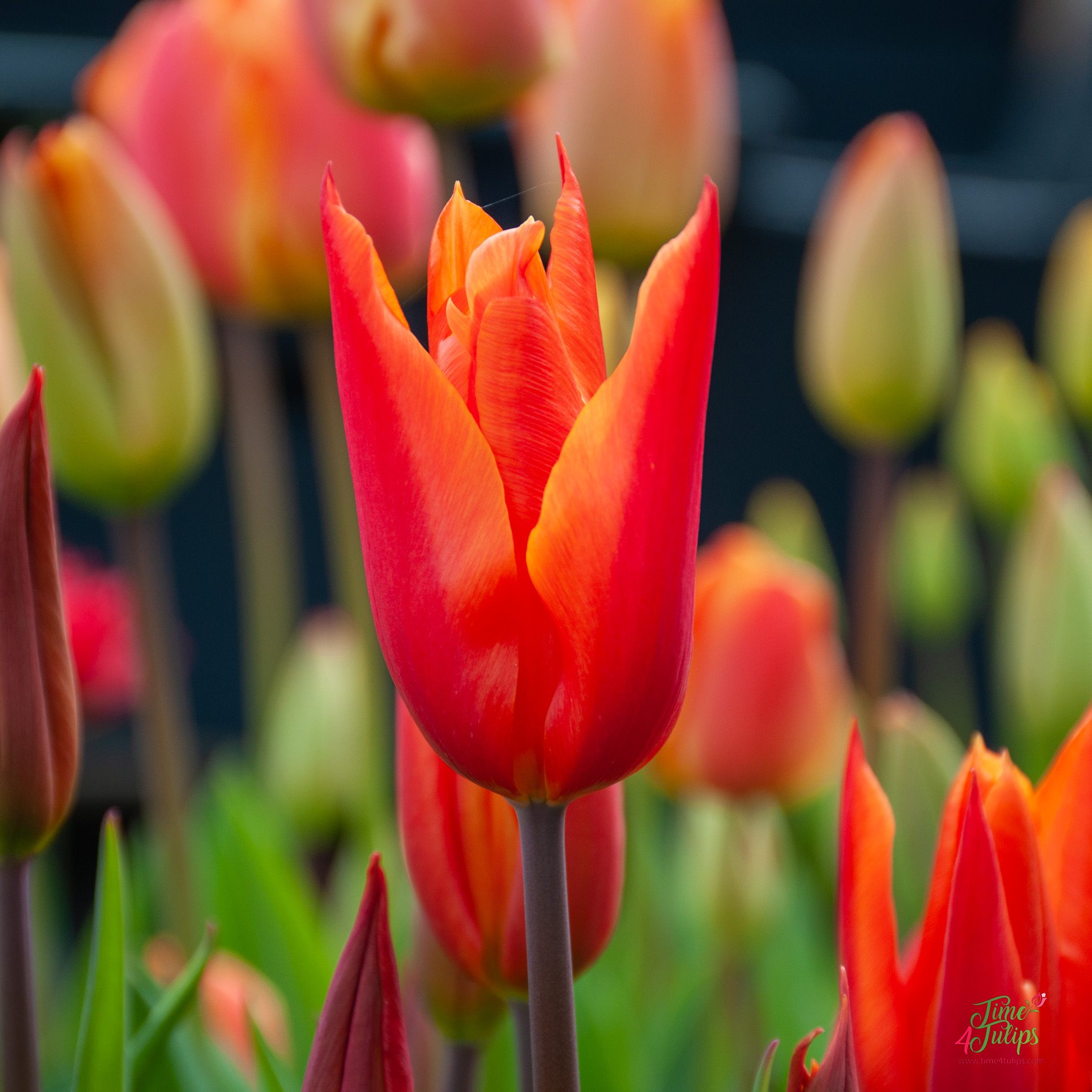 Tulip Ballerina - Time4Tulips