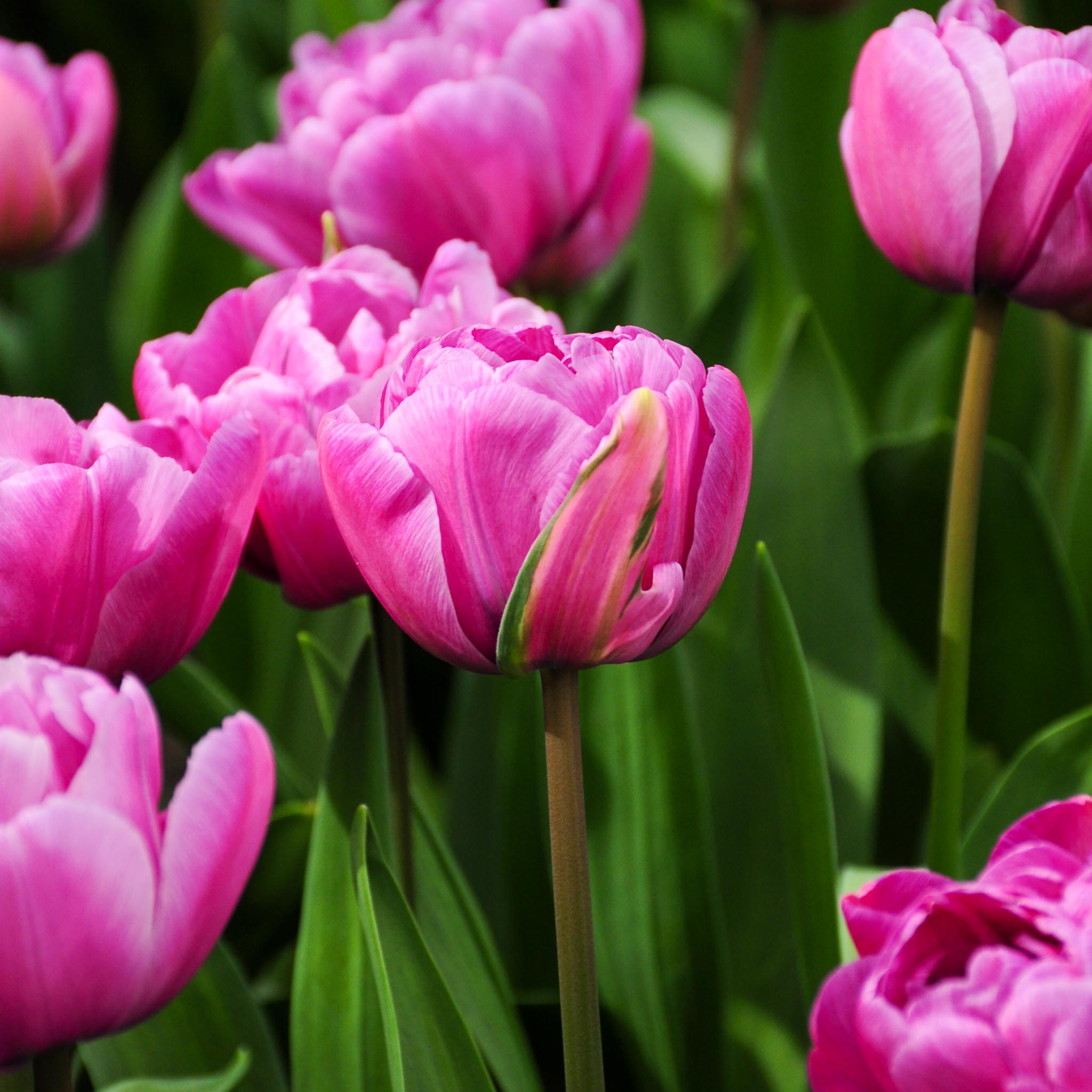 Tulip Blue Diamond - Time4Tulips